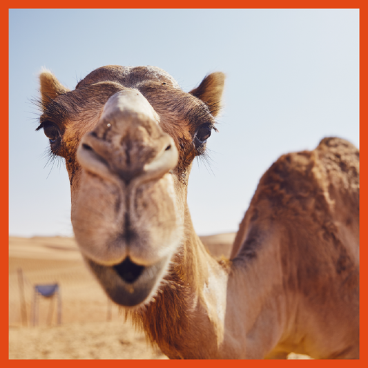 Why Oasis Loves Camels